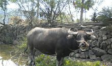 诡魅塔罗今日运势2018年7月2日