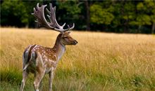 保加利亚嘉珊今日运势2018年7月11日