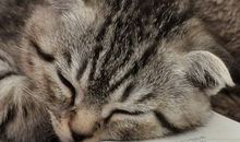 猫石对话每日运势2015年4月26日