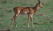 诡魅塔罗:今日运势2018年6月5日