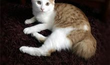 诡魅塔罗今日运势2018年7月3日