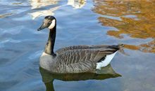 YAO叔今日运势2018年7月3日