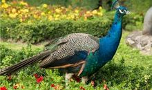 海百合今日运势2018年7月3日