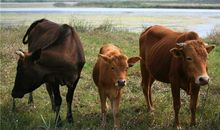 保加利亚嘉珊今日运势2018年7月2日