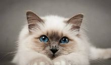 猫石对话每日运势2018年9月3日