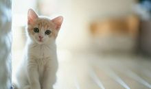 猫石对话每日运势2016年11月14日