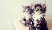 猫石对话每日运势2016年11月24日