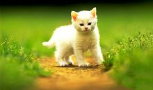 猫石对话每日运势2016年12月27日