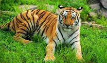 2012年属虎逐月运势