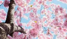 白羊座今日运势2016年4月13日