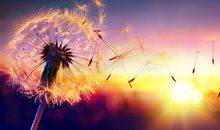 郑博士今日生肖运势2020年11月1日