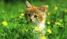 猫石对话每日运势2016年3月26日