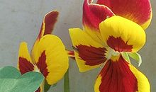 天降财运，福运天助的好命相理