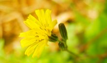 分析个人事业财运好坏 从智慧线手相来看