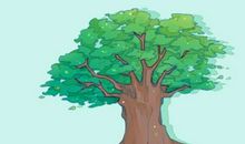 选一棵树 测测你未来三年的运势走势