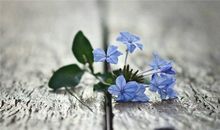 李云天生肖猴2018年6月运程