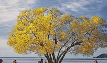 李云天一周生肖猪运势（3.5-3.11）