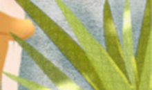 属鸡最想实现的三个愿望