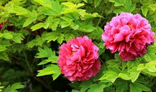 正月初三祝福语,正月初三祝福的吉祥话