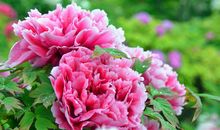 2019年正月初九，2019年正月初九是几号