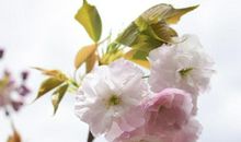 2019年正月初六，2019年正月初六是几号