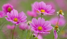 2019年正月初五，2019年正月初五是几号