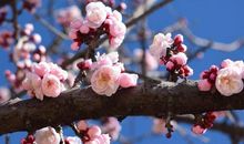 2019年正月初八，2019年正月初八是几号