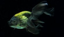 金鱼养黑色旺财 其他颜色旺什么