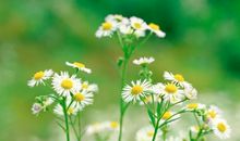 2019年正月初四，2019年正月初四是几号