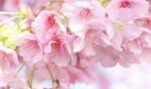 2019年正月初一，2019年正月初一是几号