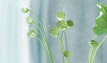 2019名古屋樱花季时间 盛放时节