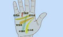 手掌上五条主纹线的含义