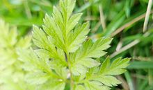 张鑫龙：脸上这个部位有痣需要防范婚变