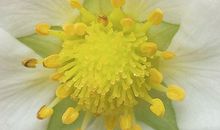 体现女性克夫运势的手相特征都有哪些?