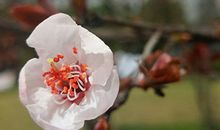 泪痣在不同位置代表什么