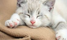 懒惰成性毫无执行力的生肖