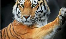 至尊王者的白羊座（4月1日～4月5日）