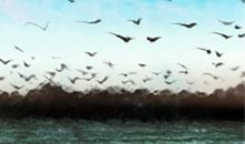 黄历中修造是什么意思？