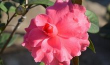 趣味测试：测试你是哪种花