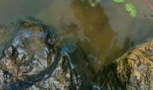 放生功德举例放生鲫鱼后的福报