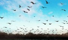 梦境中的颜色能预示什么？