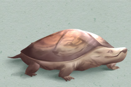 大乌龟是什么意思？