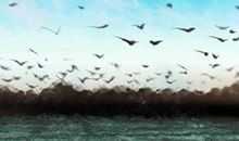 金刚降魔杵的作用，金刚降魔杵图片