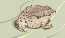 梦见赶走蛤蟆预示什么