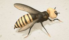 女人梦见自己被蜜蜂蛰预示着什么