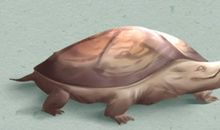 梦见自己抓乌龟是什么预兆