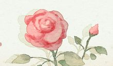 梦见粉色玫瑰花有什么征兆