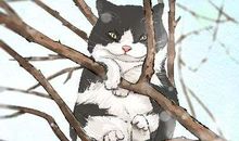 梦见猫咬人是什么意思