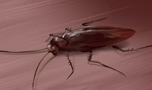 女人梦见打死蟑螂什么意思