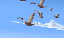 梦见大雁成群在天空飞 是啥意思